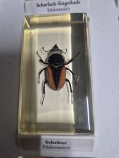 Schröter Südostasien Mini