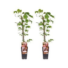 2x Wilder Wein Parthenocissus
