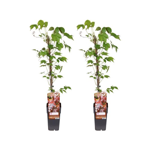 Wilder wein parthenocissus - wilder,