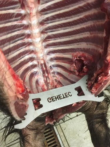 Gehetec wildspreizer wild boar - gehetec,
