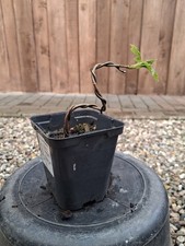 Bergahorn, Pre Bonsai, Bonsai