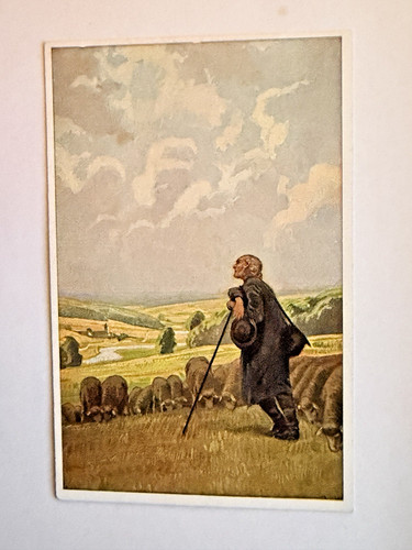 Schäfer mit schafherde - schäfer, in