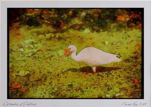 289018 weißes ibis - ibis, aquarell
