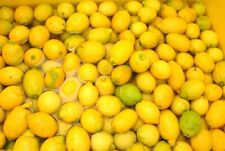 Limoncello Zitronen Exotische leckere Frucht 3 Samen Citrus