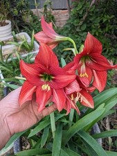Hippeastrum Gracile X Papilio - Large Bulb