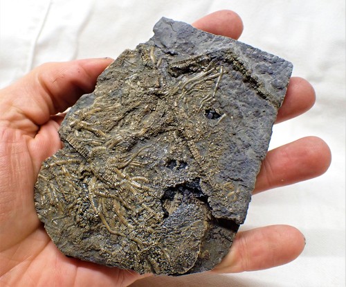 Detailliertes crinoid fossil - detailliertes,