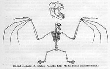 SKELETT ANATOMIE KALONG  (Pteropus vampyrus)  Flughund Holzstich von 1891
