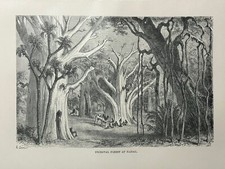 1885 Ansicht des Fazogl Waldes