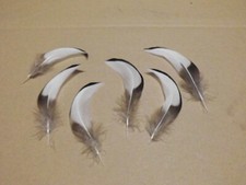 8 schwarz-weisse  Naturfedern