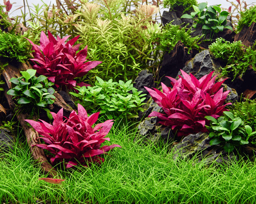 Natureholic aquariumrasen und - aquariumrasen,