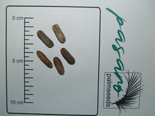 100x Palmen Samen Phoenix