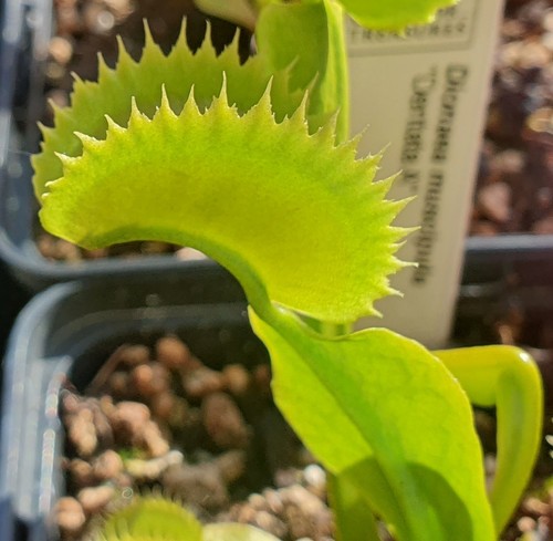 Dionaea muscipula dentata - dionaea, a