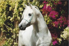 * ARABIAN    HORSE Postcard  *