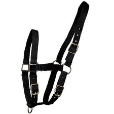 Fohlenhalfter Halfter