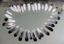 32 Taubenfedern zum basteln In Verschiedenen Farben 5-15cm Bastelnfedern  