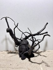 Schwarze Moorwurzel XL