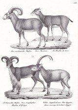 Mouflon mouflon goats goads