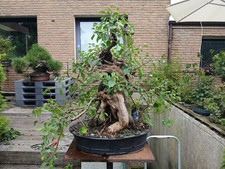 Großer Prunus mahaleb Bonsai – außergewöhnliche Rarität mit Blüten & Früchten