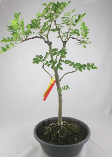 Bonsai esche fraxinus - rk,