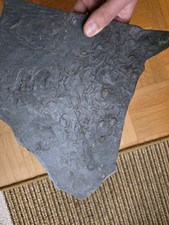 Riesiger Trilobiten Friedhof Bundenbach Fossil Hunsrück  Schiefer Devon