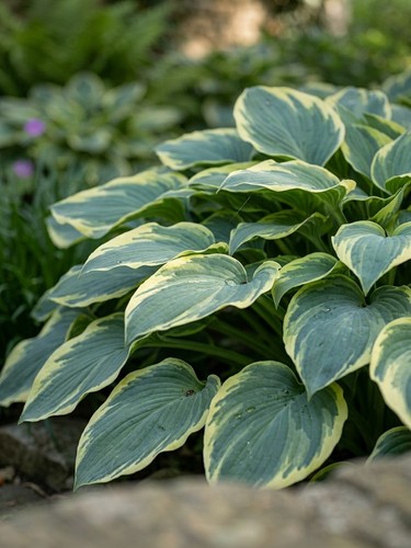 80003313 hosta first frost - hosta,
