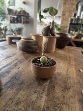 Schizobasis intricata inkl. Topf Caudex, Succulent Plants