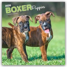 Boxer Puppies - Boxer Welpen