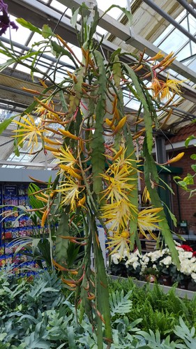 Epiphyllum lisa duftend - epiphyllum,