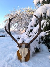 2 kapitale Abwurfstangen (8