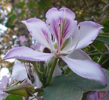 SAMEN Blumenbeet Sommer weisser Orchideenbaum Klassiker Zimmerpflanzen seltene