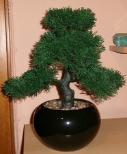 Lärchen-Bonsai in schwarzem