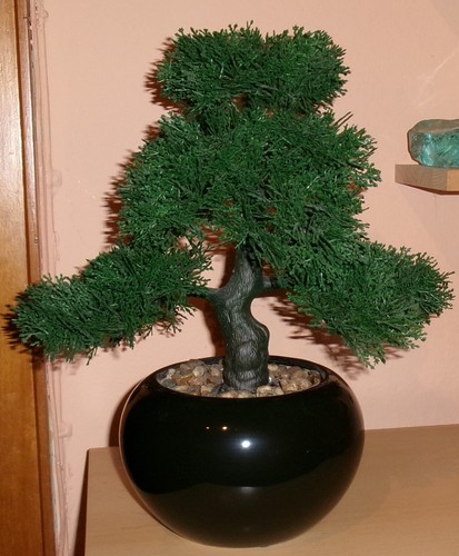 Lärchen bonsai schwarzem - lärchen-bonsai,