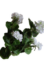 Geranie Busch Weiß • 40 cm