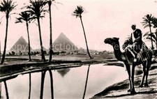 Kamel  Camel Chameau Pyramide Oase aegypten