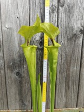 Sarracenia flava var. rugelii