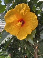 Hibiscus moscheutos Sumpfeibisch  sensationelle Riesenblüten 10 Samen orange