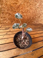 Pelargonium mirabile Caudex wurzelecht Rarität