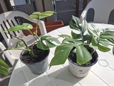 Raphidophora tetrasperma