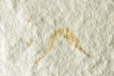 Schnabelfisch ASPIDORHYNCHUS Juvenil Solnhofener Plattenkalk Painten Jura