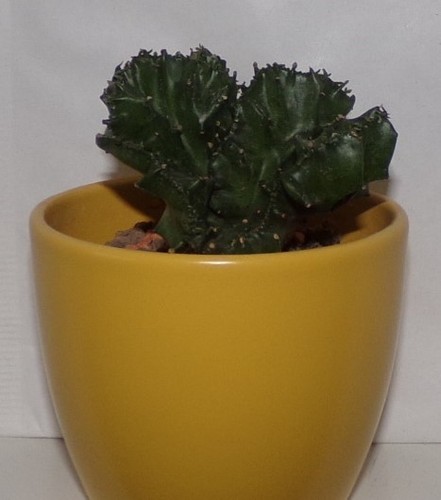 Euphorbia lactea cristata - euphorbia,
