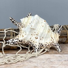 Lambis Chiragra 15-17cm echte