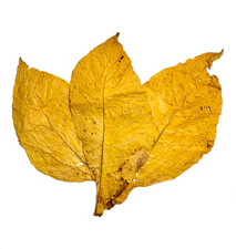 Tabakblätter Virginia Gold