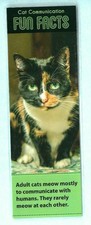 Schildpatt Calico Katze