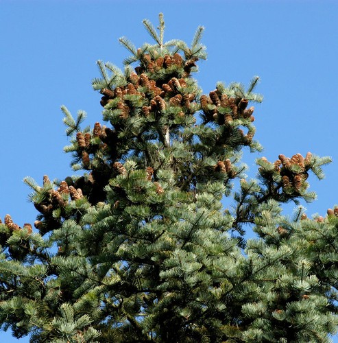 Coloradotanne 100cm abies - 80-100cm,