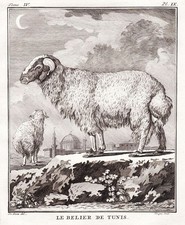 Sheep schaf widder tunis - sheep,