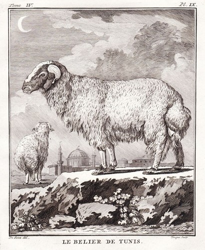 Sheep schaf widder tunis - schaf,