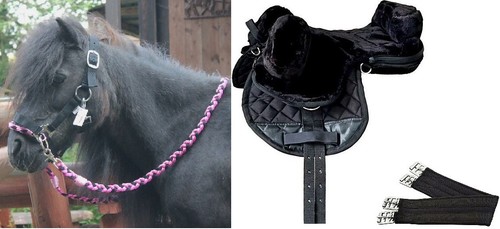 Shetland pony shetty - shetland,