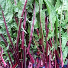 Blattzichorie Italico a Costa