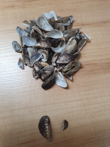 100 kleine halbe - , muscheln