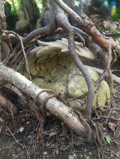 Outdoor Bonsai Wald schlafender Engel 
